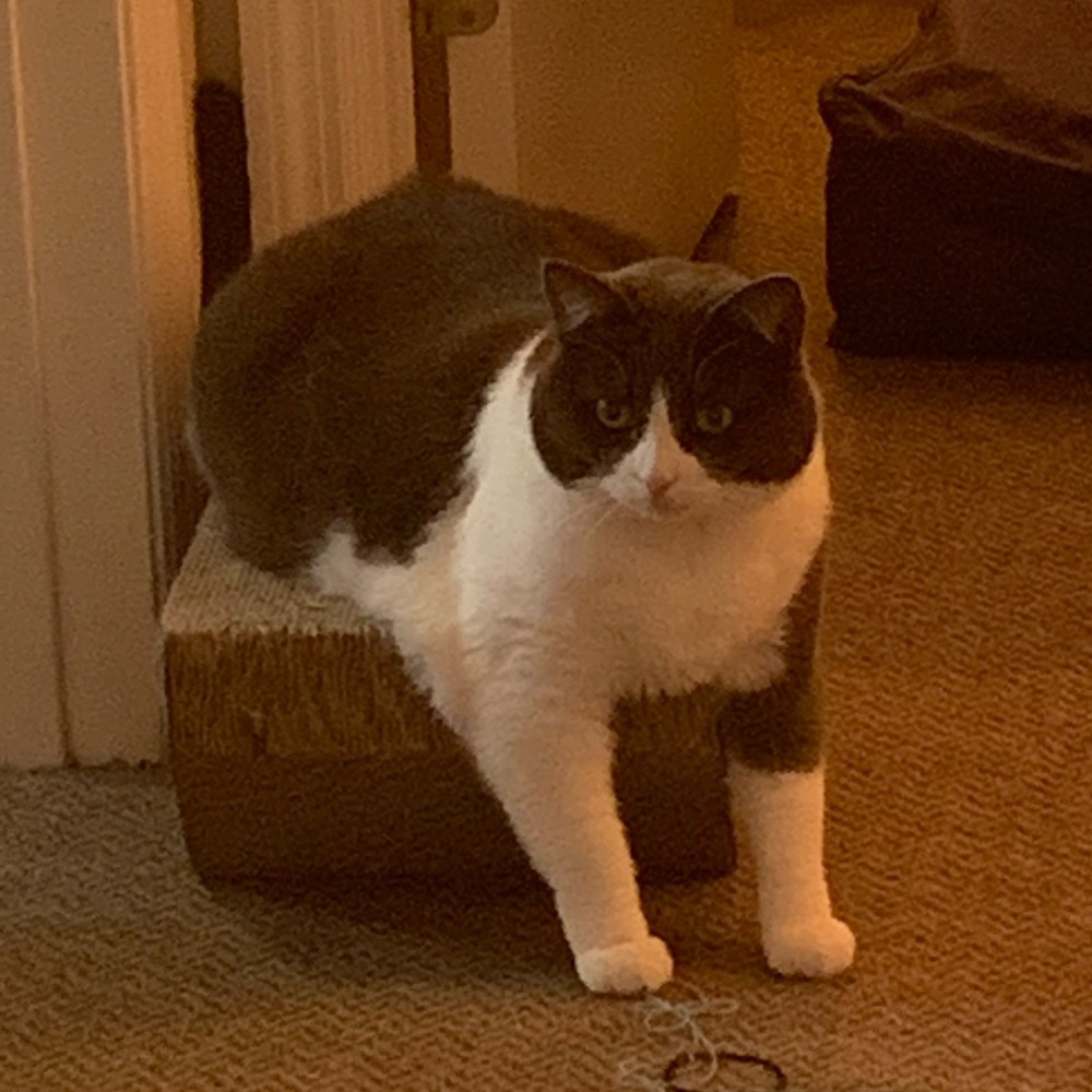 Meet your Posher, Lauren